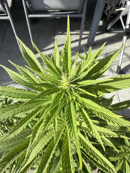 Ganja Farmer RS11 (B). Week 10 - 2.5