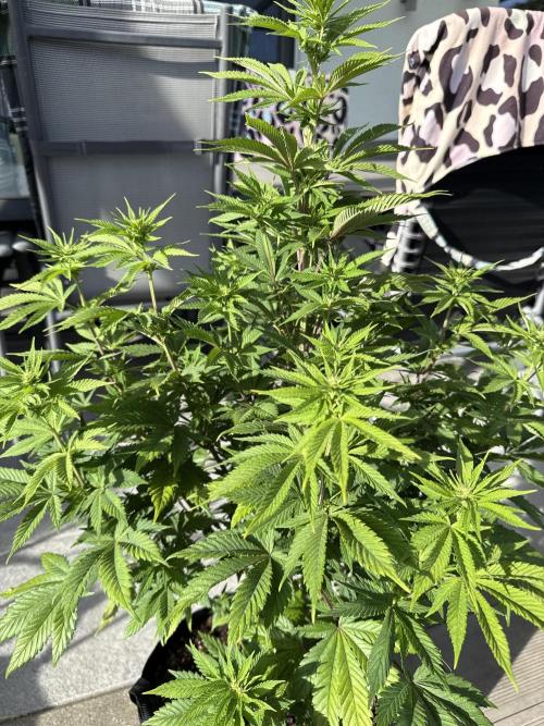 Ganja Farmer RS11 (B). Week 10