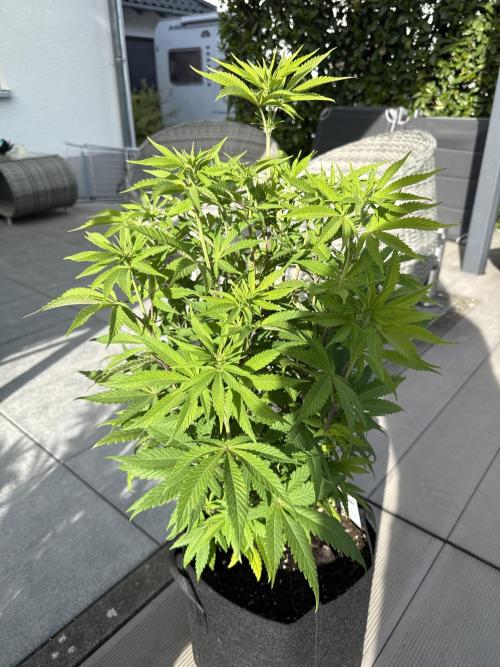 Ganja Farmer RS11 (C). Week 10 - 2.5