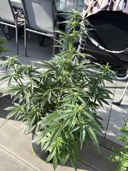 Seed Supplier Project. Week 6 - 2.5