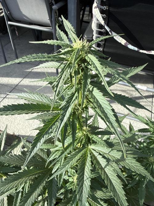Seed Supplier Project. Week 6 - 2.5