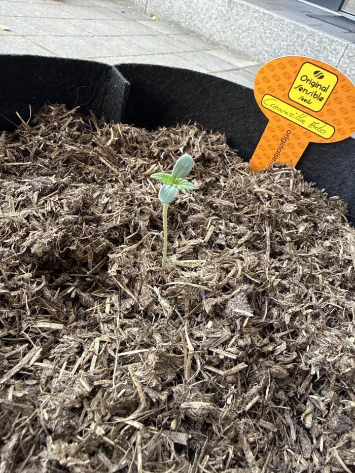 Original Sensible Seeds. Week 0 - Heute in den Endtopf getopft