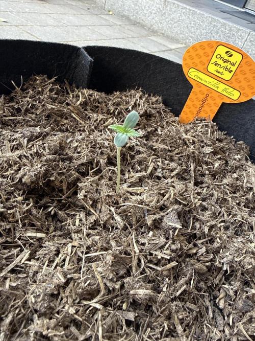 Creamzilla Auto. Week 0
