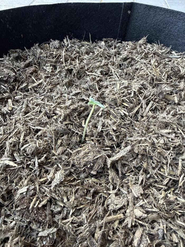 Original Sensible Seeds. Week 0