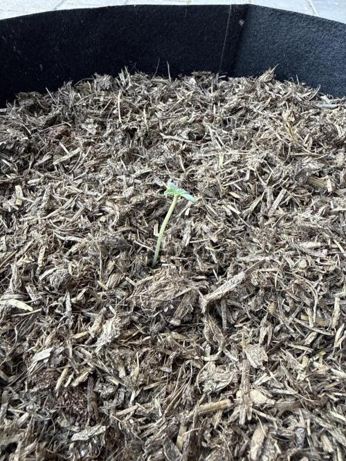 Auto Twilight Zlush. Week 0