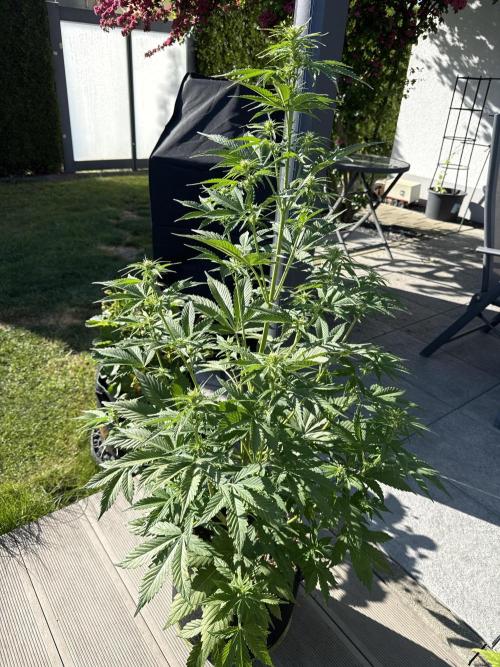 Seed Supplier Project. Week 7 - 8.5