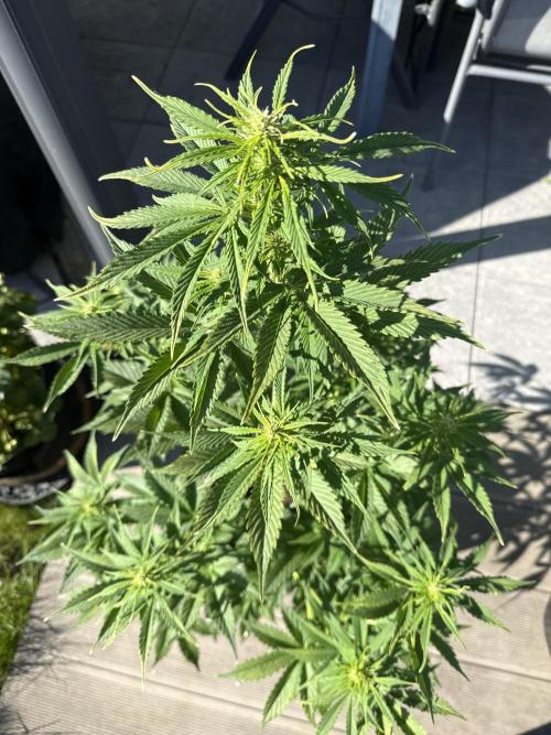 Seed Supplier Project. Week 7 - 8.5