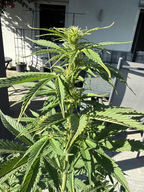 Seed Supplier Project. Week 7 - 8.5