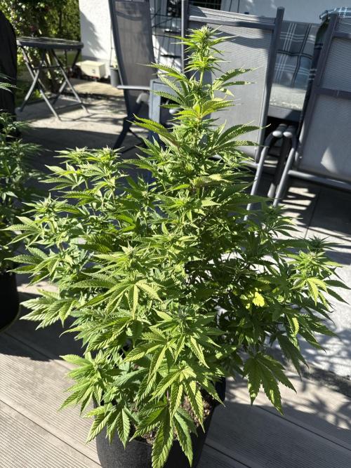 Ganja Farmer RS11 (B). Week 11 - 8.5