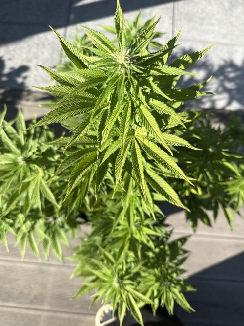 Ganja Farmer RS11 (B). Week 11 - 8.5