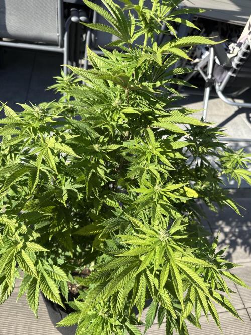 Ganja Farmer RS11 (B). Week 11 - 8.5