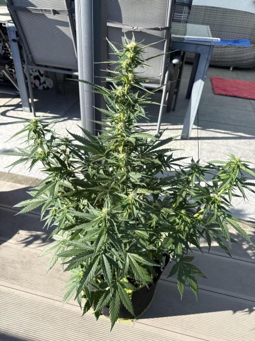 Seed Supplier Project. Week 7 - 8.5