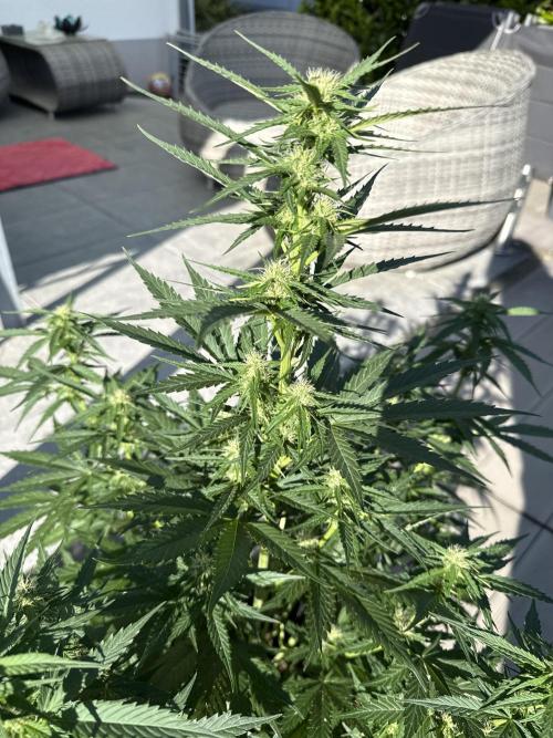Seed Supplier Project. Week 7 - 8.5