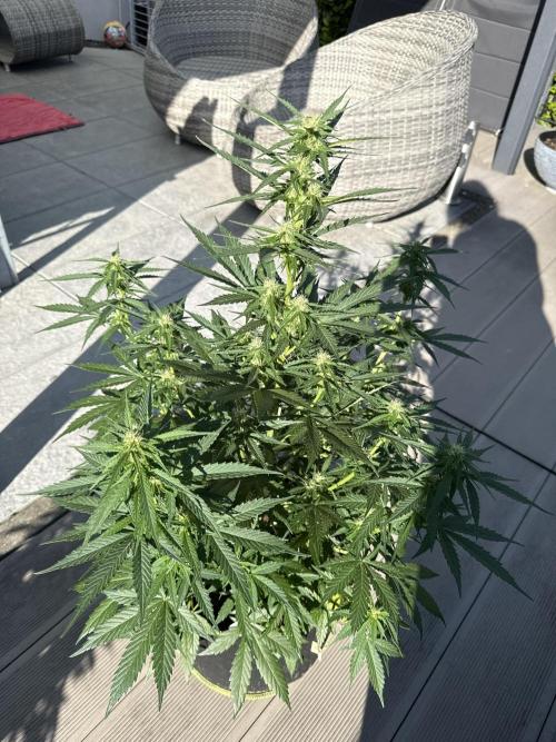 Seed Supplier Project. Week 7 - 8.5