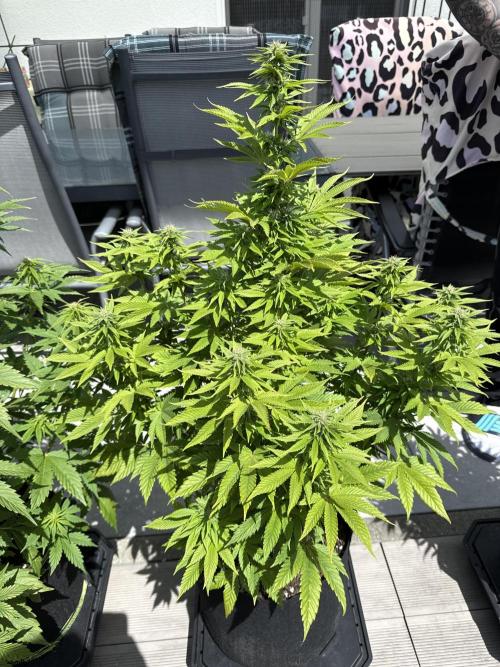 Ganja Farmer RS11 (B). Week 12 - 17.5