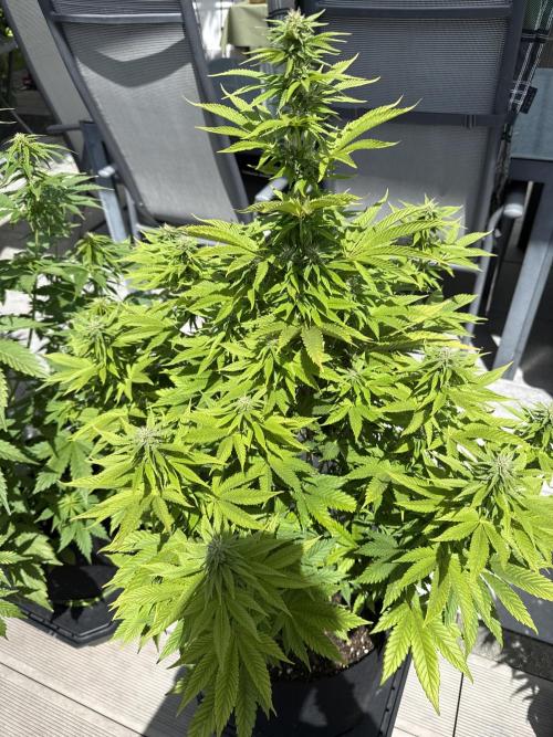 Ganja Farmer RS11 (B). Week 12 - 17.5