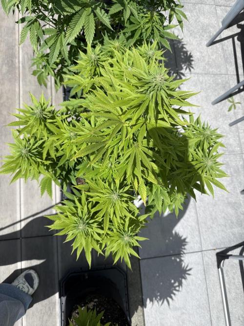 Ganja Farmer RS11 (B). Week 12 - 17.5