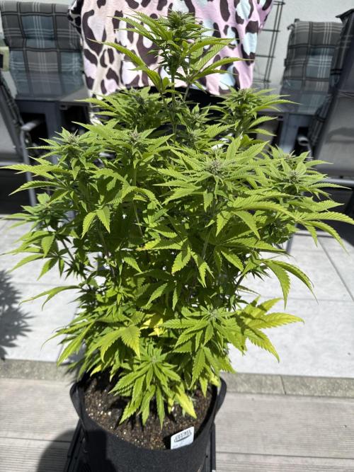 Ganja Farmer RS11 (C). Week 12 - 17.5
