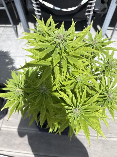 Ganja Farmer RS11 (C). Week 12 - 17.5