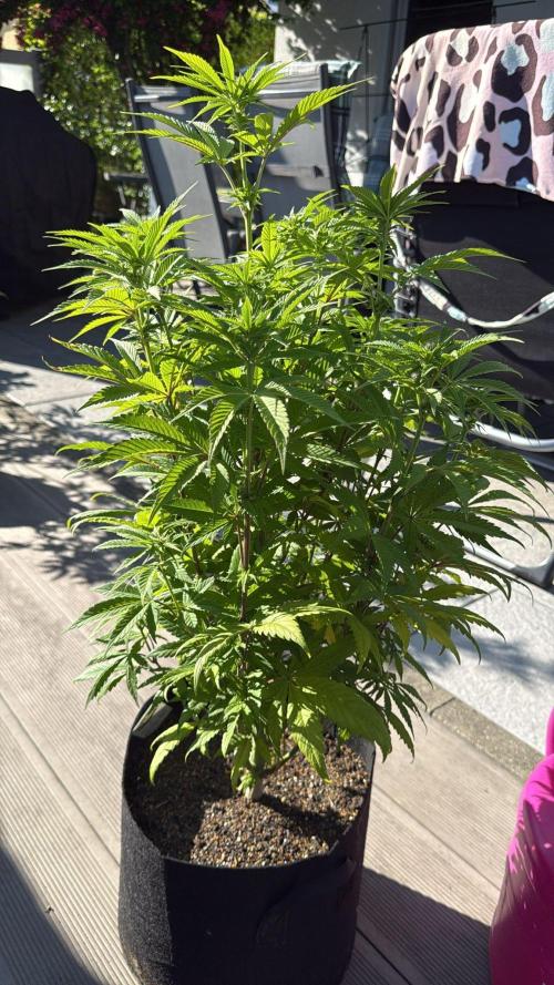Ganja Farmer RS11 (C). Week 11 - 8.5
