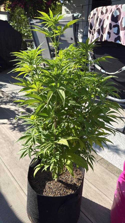 Ganja Farmer RS11 (C). Week 11 - 8.5