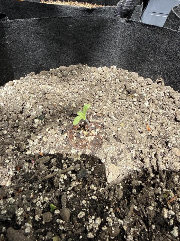 Original Sensible Seeds. Week 1
