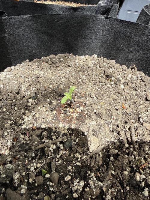 Auto Cotton Berry Rush. Week 1