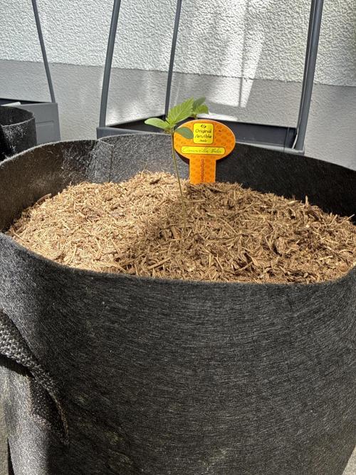 Original Sensible Seeds. Week 1 - 17.5