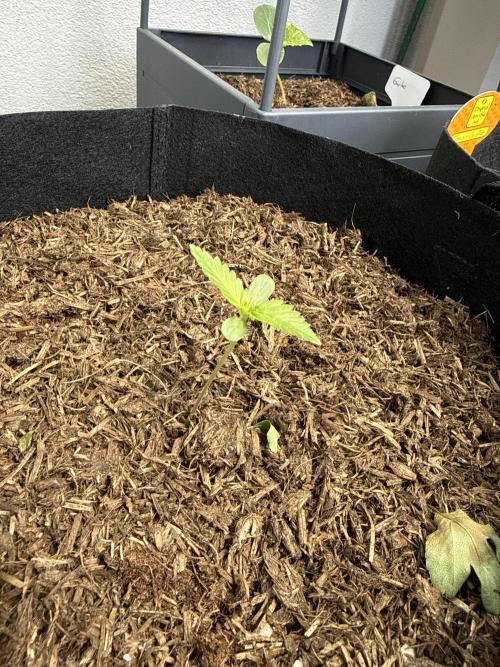 Original Sensible Seeds. Week 1 - 17.5