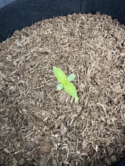 Original Sensible Seeds. Week 1 - 17.5