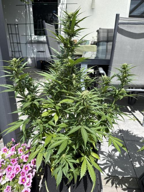 Seed Supplier Project. Week 8 - 17.5
