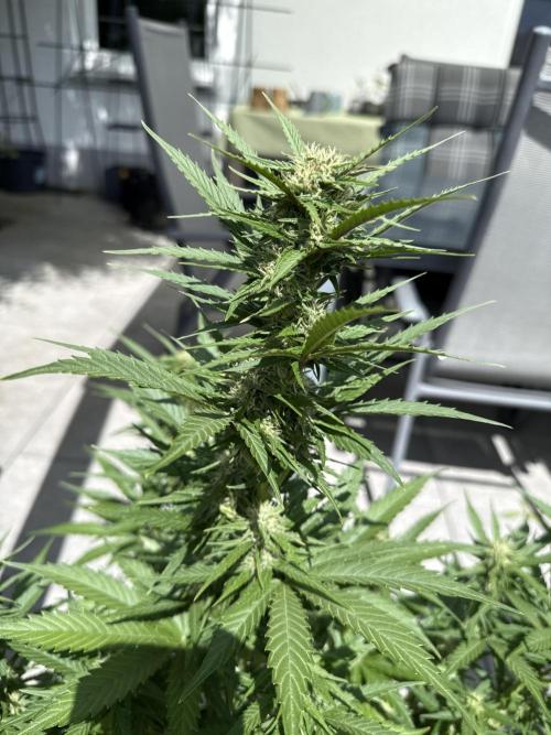 Seed Supplier Project. Week 8 - 17.5