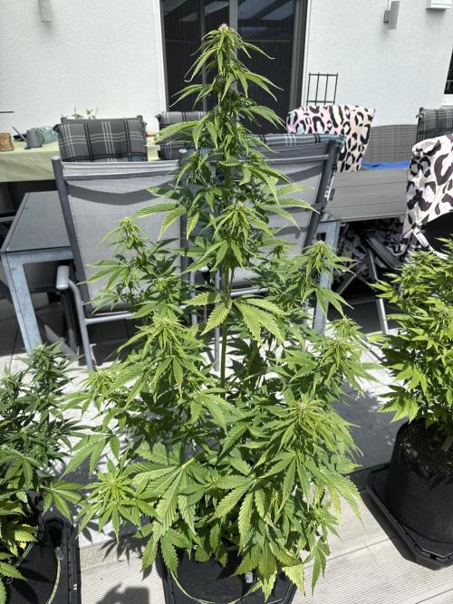 Seed Supplier Project. Week 8 - 17.5