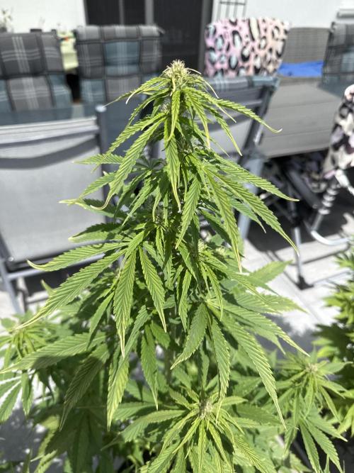 Seed Supplier Project. Week 8 - 17.5