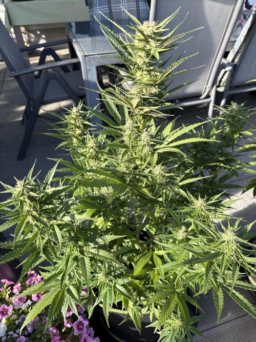 Seed Supplier Project. Week 8 - 19.5