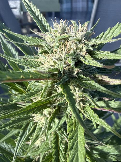 Caluma. Week 8