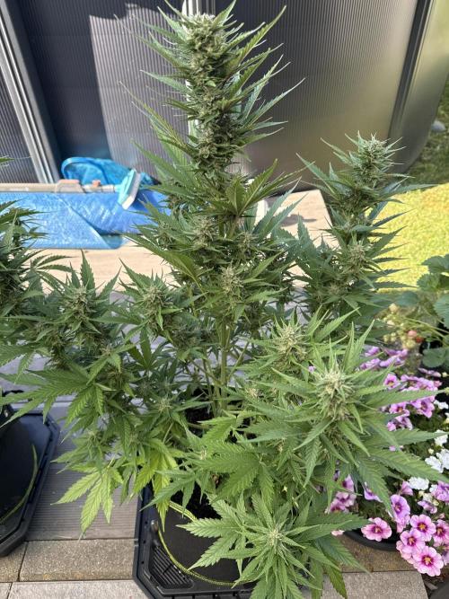 Seed Supplier Project. Week 9 - 24.5