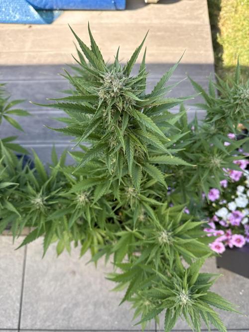 Seed Supplier Project. Week 9 - 24.5