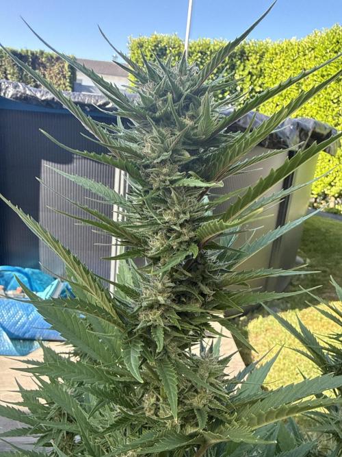 Seed Supplier Project. Week 9 - 24.5