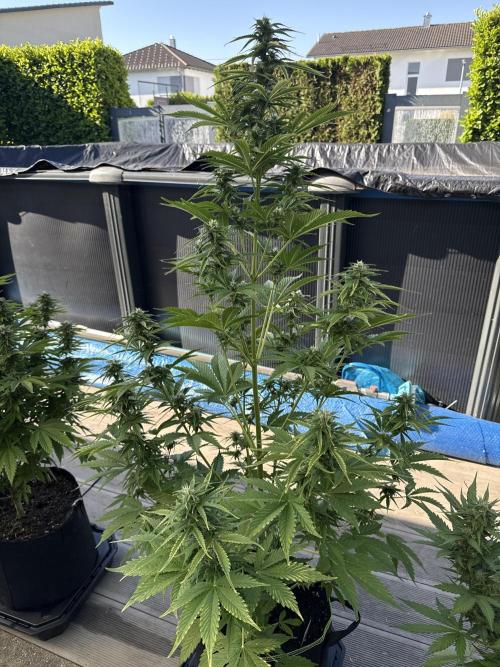Seed Supplier Project. Week 9 - 24.5