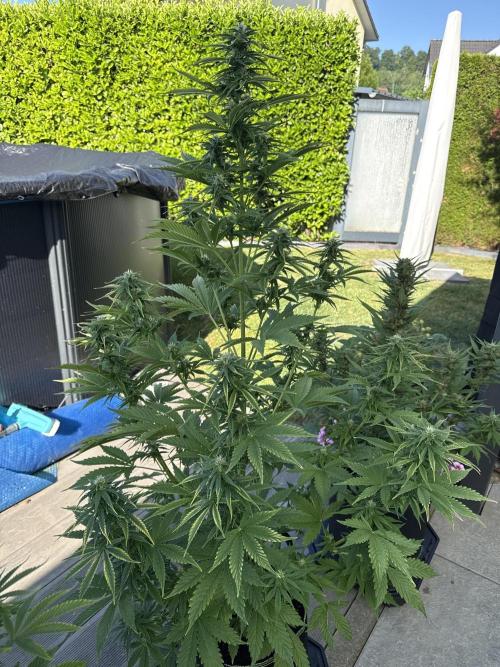 Seed Supplier Project. Week 9 - 24.5