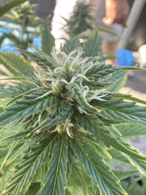 Seed Supplier Project. Week 9 - 24.5