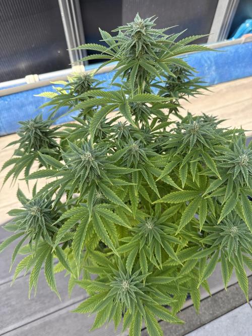 Ganja Farmer RS11 (C). Week 13 - 24.5