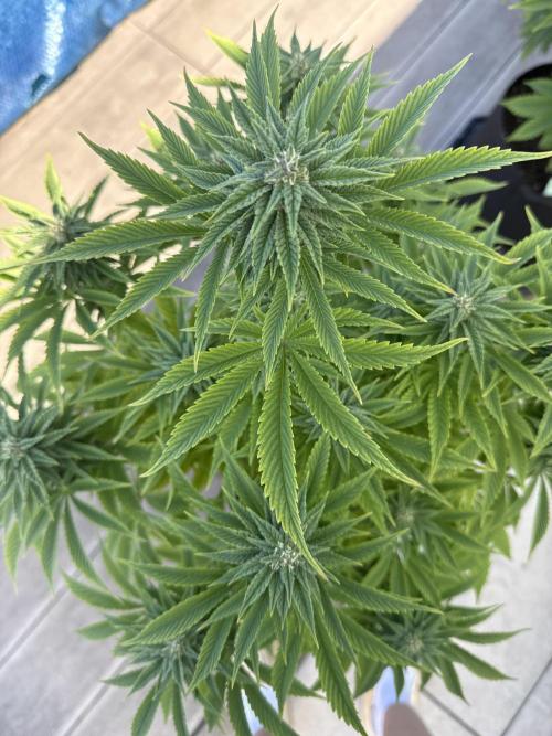 Ganja Farmer RS11 (C). Week 13 - 24.5