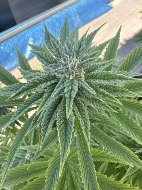 Ganja Farmer RS11 (C). Week 13 - 24.5