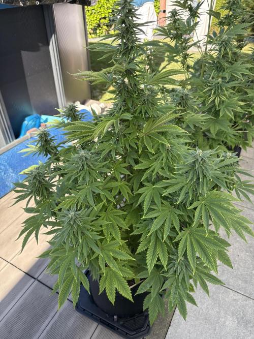 Ganja Farmer RS11 (B). Week 13 - 24.5