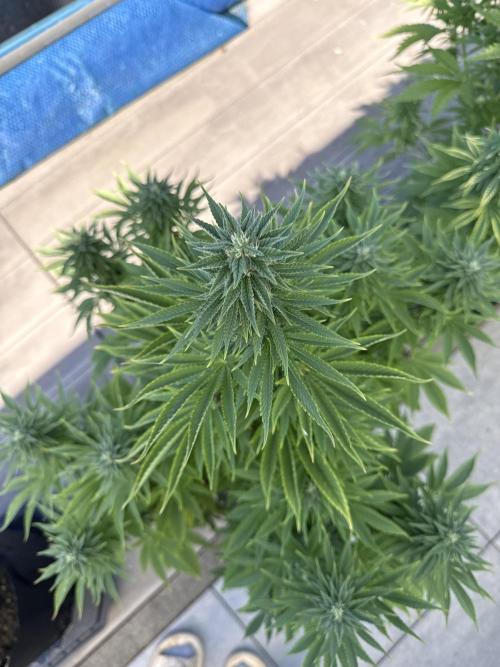 Ganja Farmer RS11 (B). Week 13 - 24.5