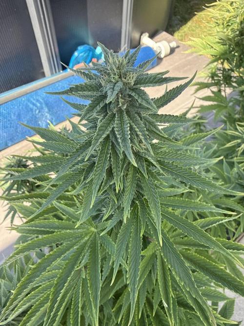 Ganja Farmer RS11 (B). Week 13 - 24.5