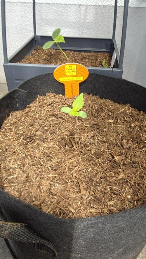 Creamzilla Auto. Week 2