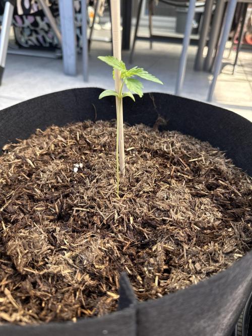Original Sensible Seeds. Week 2 - 24.5